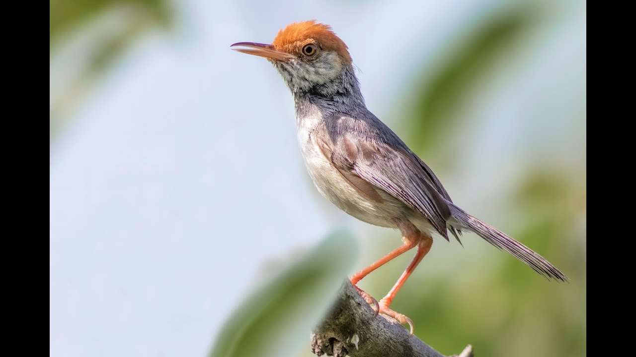 The Endemic bird of Cambodia | Cambodian Tailorbird |  Cam Nature