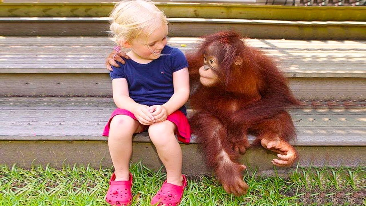 Singes drôles d'animaux jouant avec des enfants et des bébés