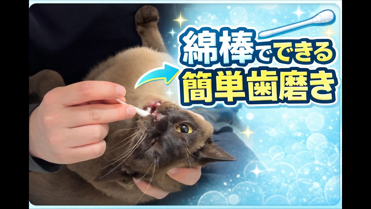 お家で簡単　愛猫の歯磨き　#オーラルケア　#ヨーロピアンバーミーズ  #猫のいる暮らし 