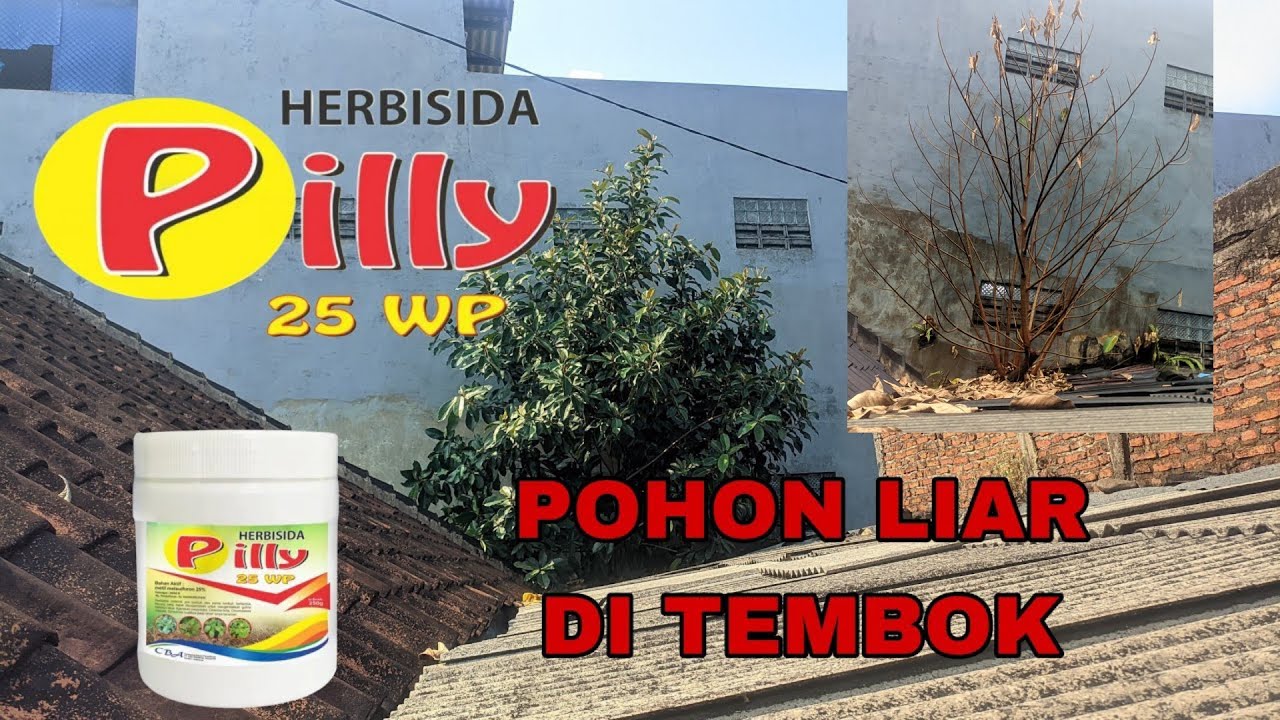 Herbisida Pilly 25 WP