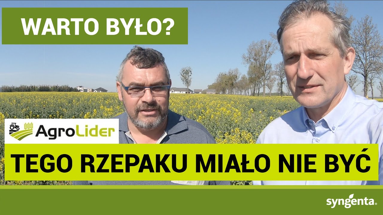 Jak wygląda rzepak ozimy po przejściach? Czas zabiegu na opadanie płatka | woj. wielkopolskie