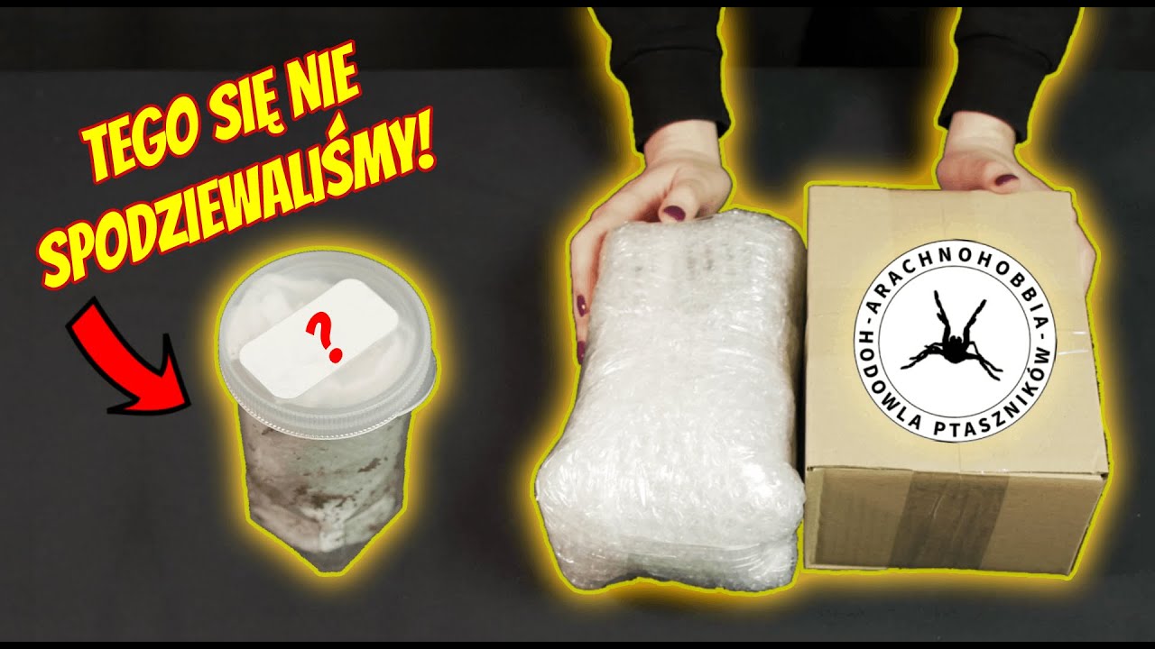 Arachnohobbia - paczka z nowego sklepu! Mystery box z ptasznikami i gadżety!