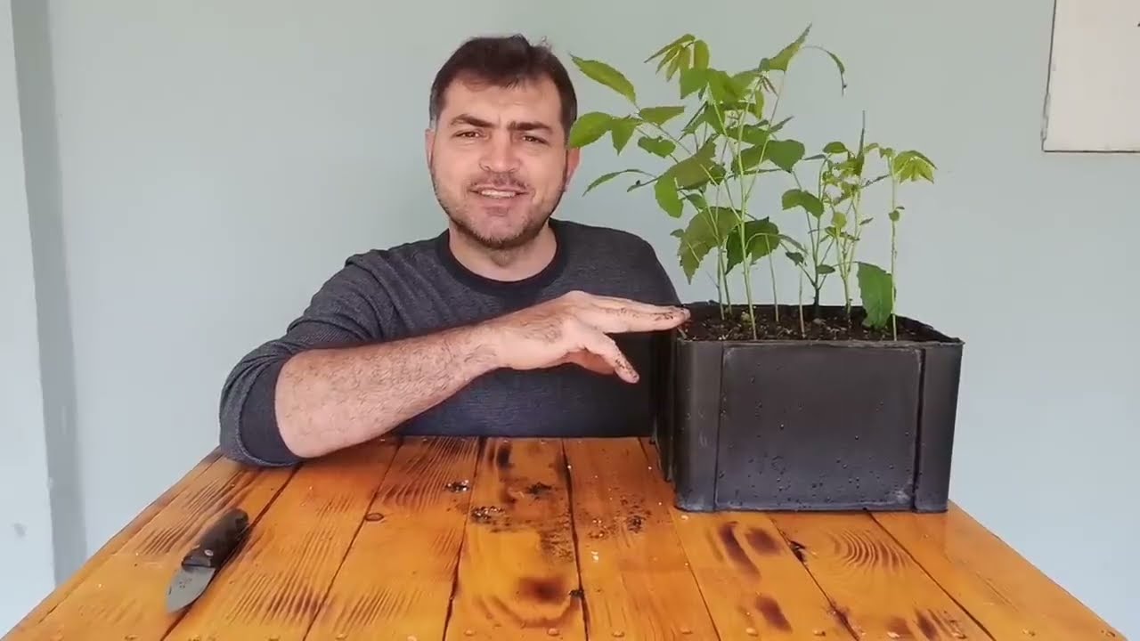 Cevizleri Hemen Şimdi Suya Atın, Fidanlar Yaza Hazır