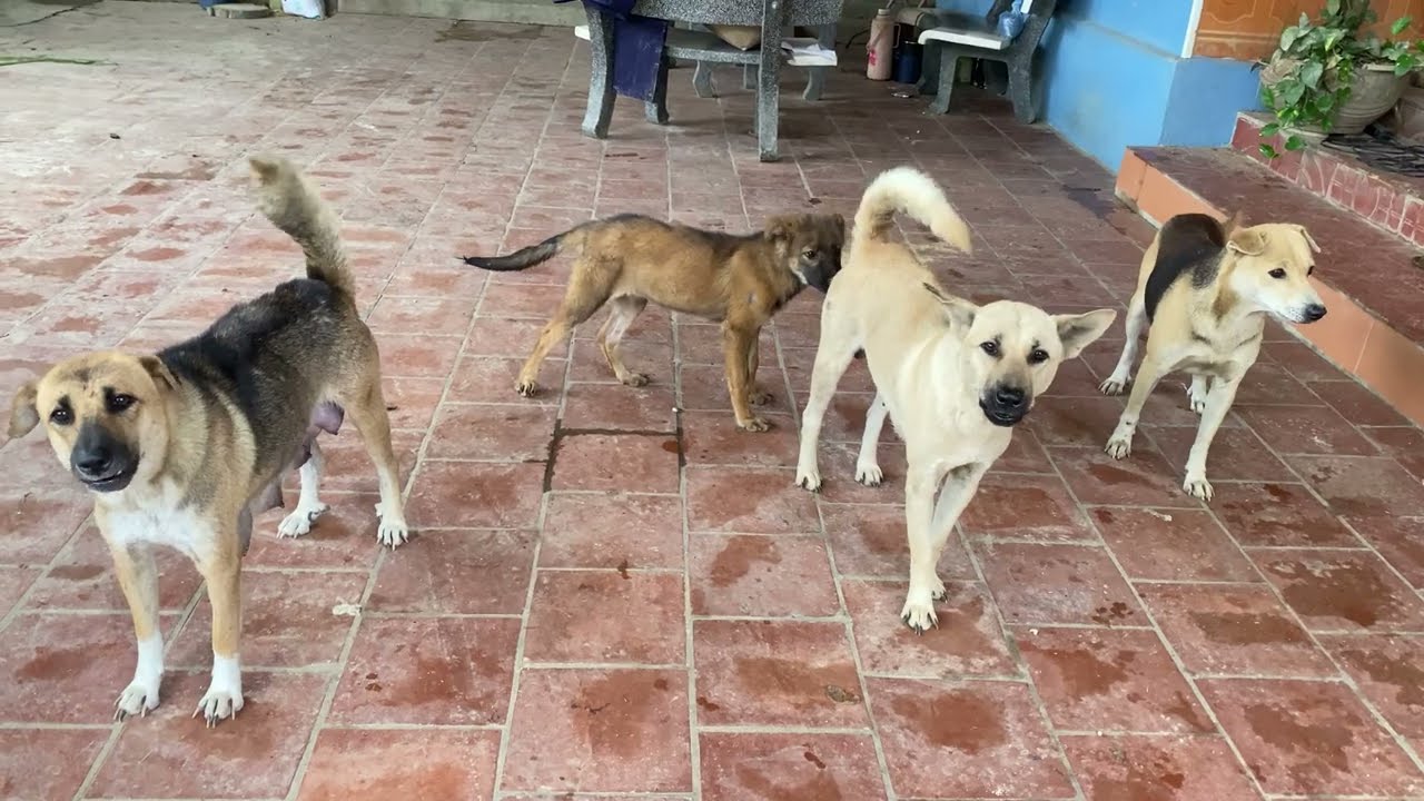 Tiếng chó sủa tiếng chó cắn nhau chó sủa