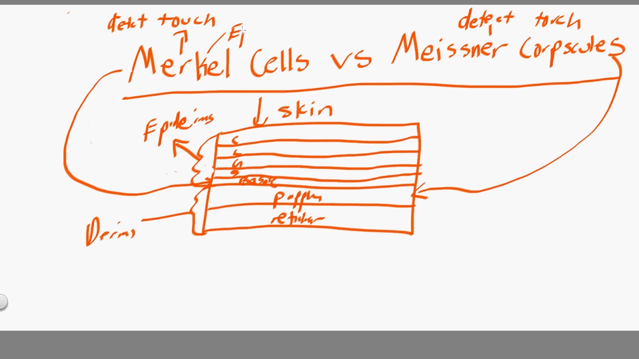 merkel cells vs meissner corpscules