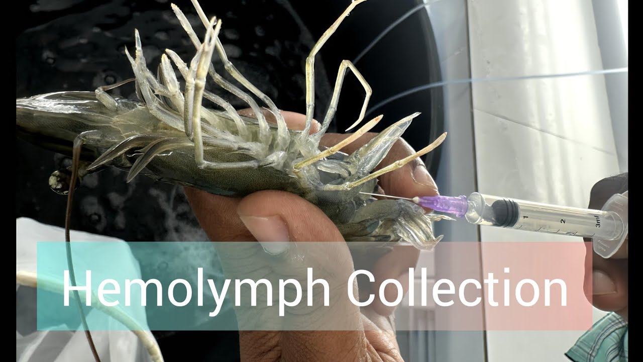 &ldquo;How to Collect Hemolymph from Shrimp (Vannamei) &ndash; Hatchery & Research Method&rdquo;