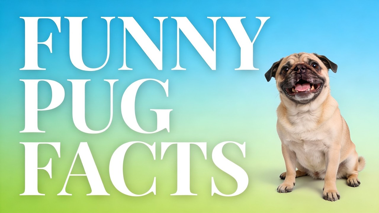 7 Funny Pug Facts