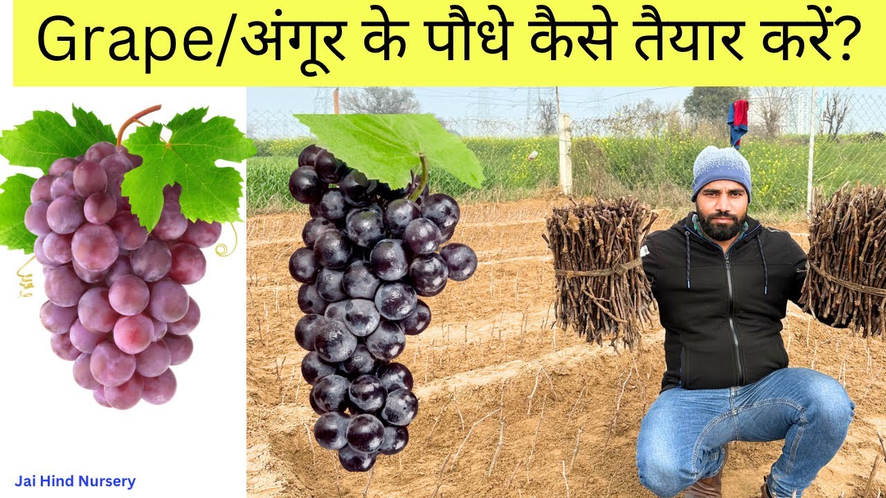 How To Grow Grapes From Cuttings 🍇🍇🍇 घर पर कटिंग से अंगूर के पोधे कैसे तैयार करे ?