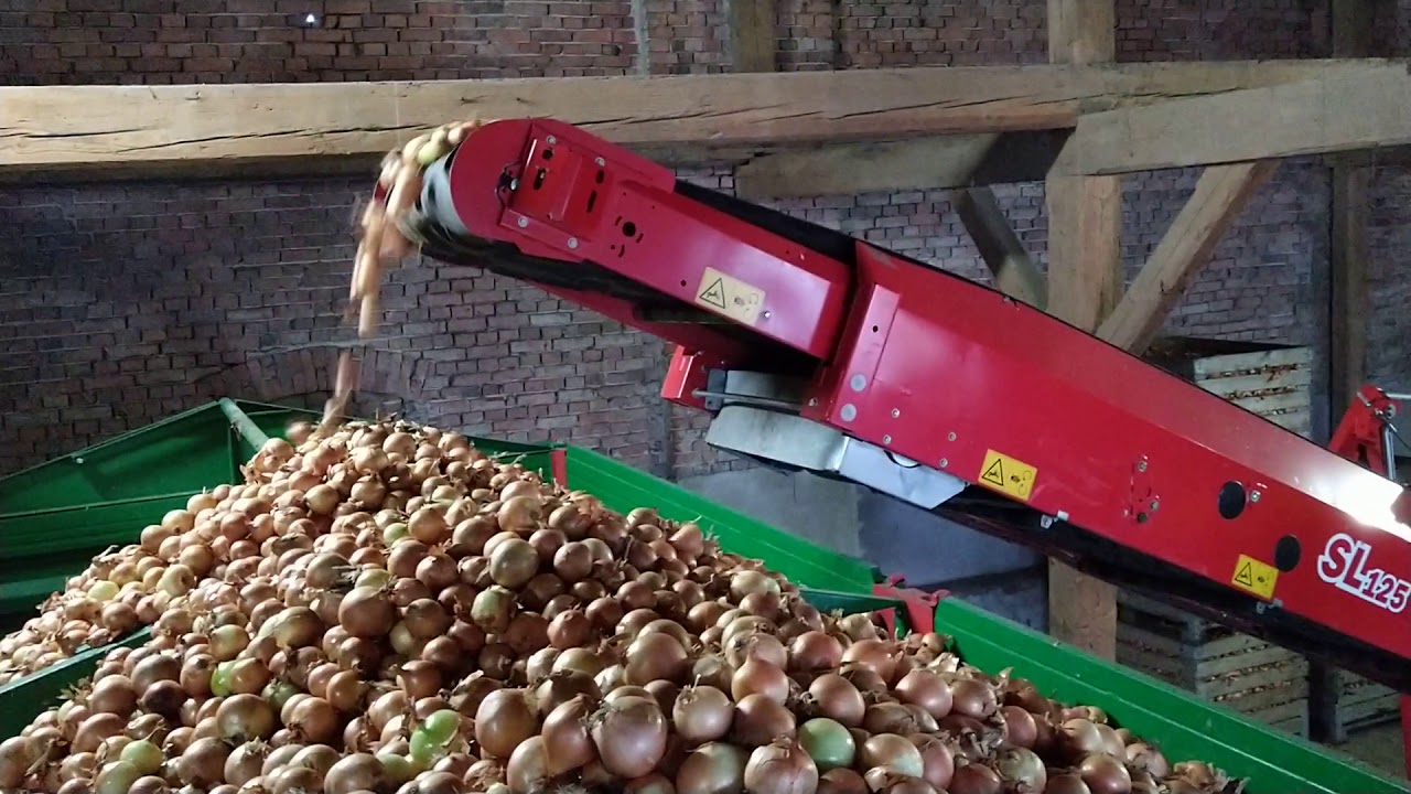 Cebula Obcinanie Cebuli 2019 Grimme Jabelmann Fendt MetalTech Dolnyśląsk Agro Cebula