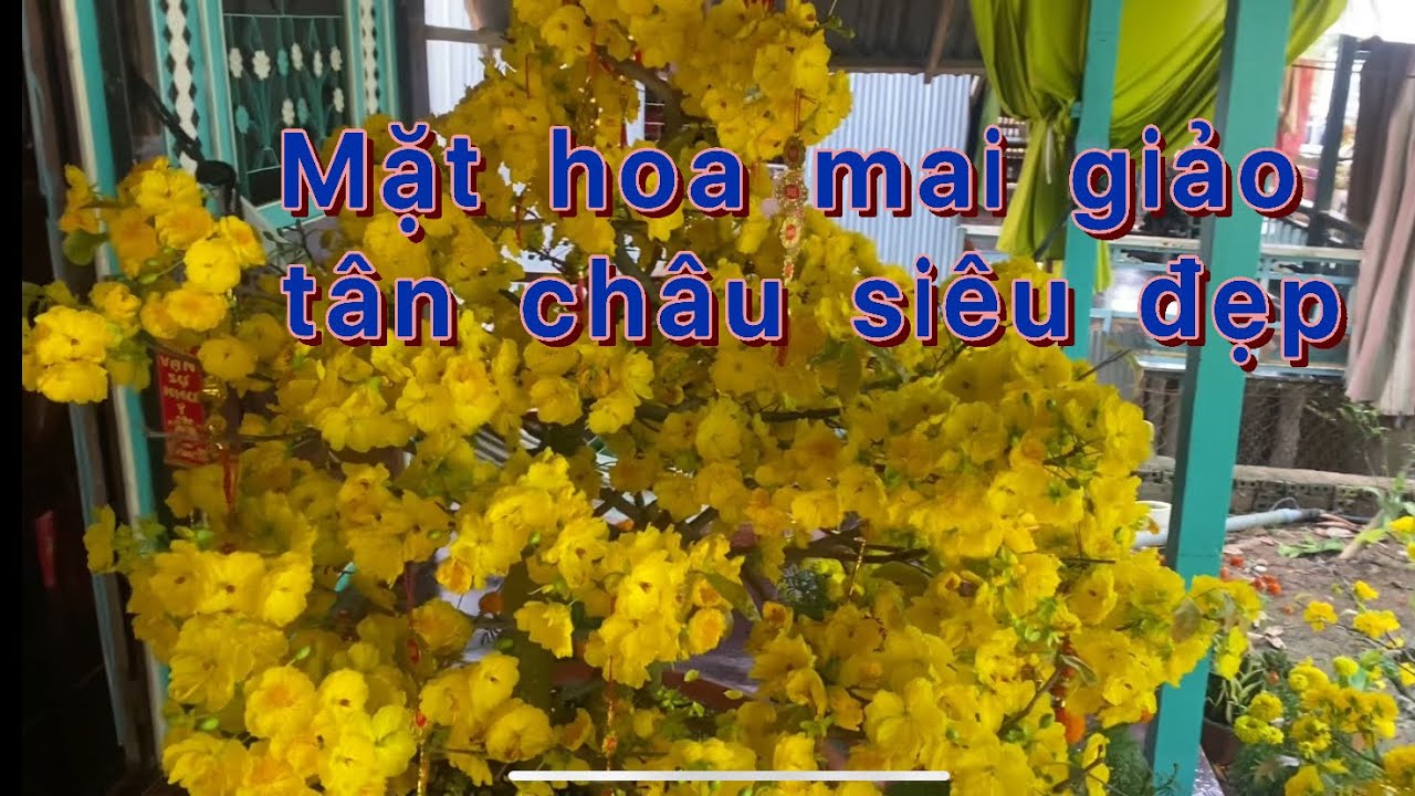 Mai giao t&acirc;n ch&acirc;u b&ocirc;ng si&ecirc;u đẹp mọi người xem tham khao ( vườn mai hiếu nguyễn)