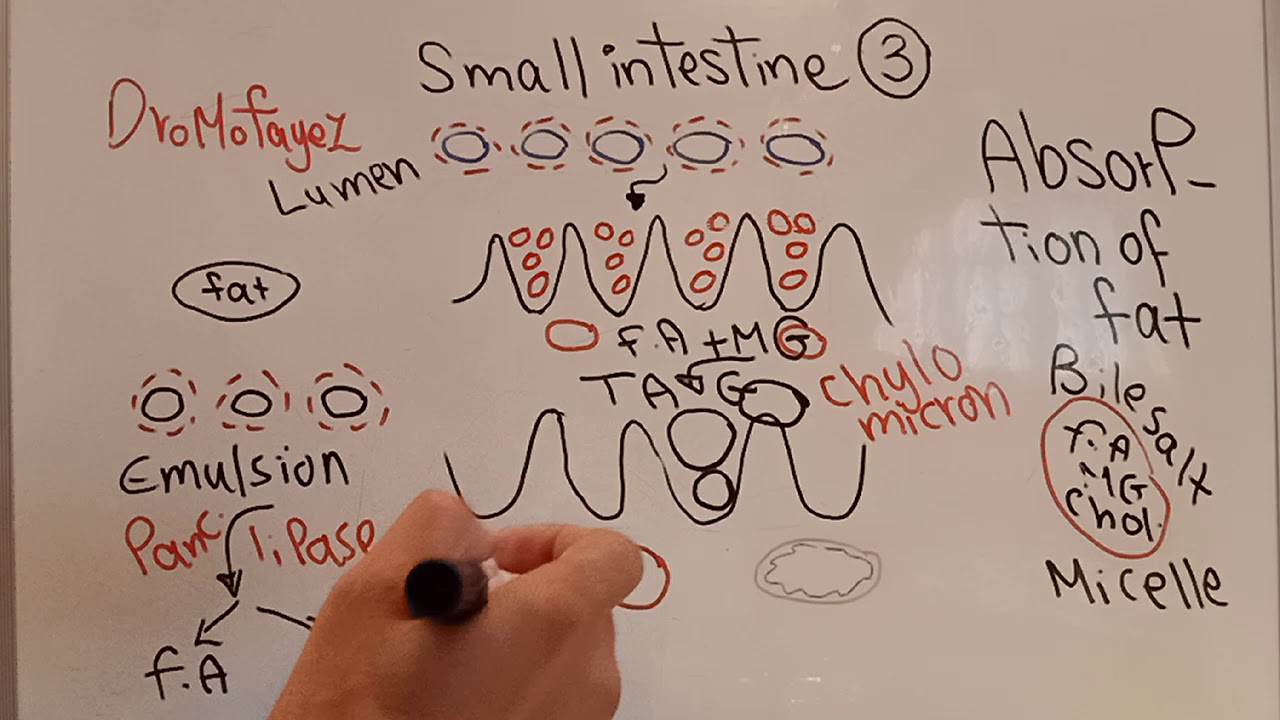 Small intestine Absorption Part 2 Dr Mohamed Fayez