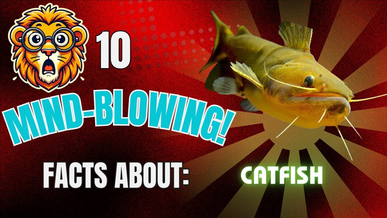 10 Mind Blowing Facts About The Catfish!