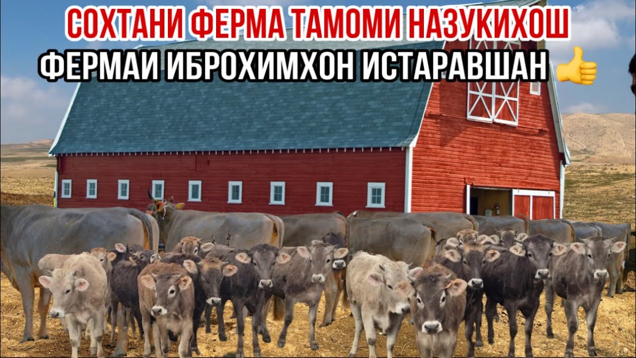 Фермаи чорво сахтан чи кадар расход молҳои зоти барои фуруш Иброҳимхон 17 марта 2026 г.
