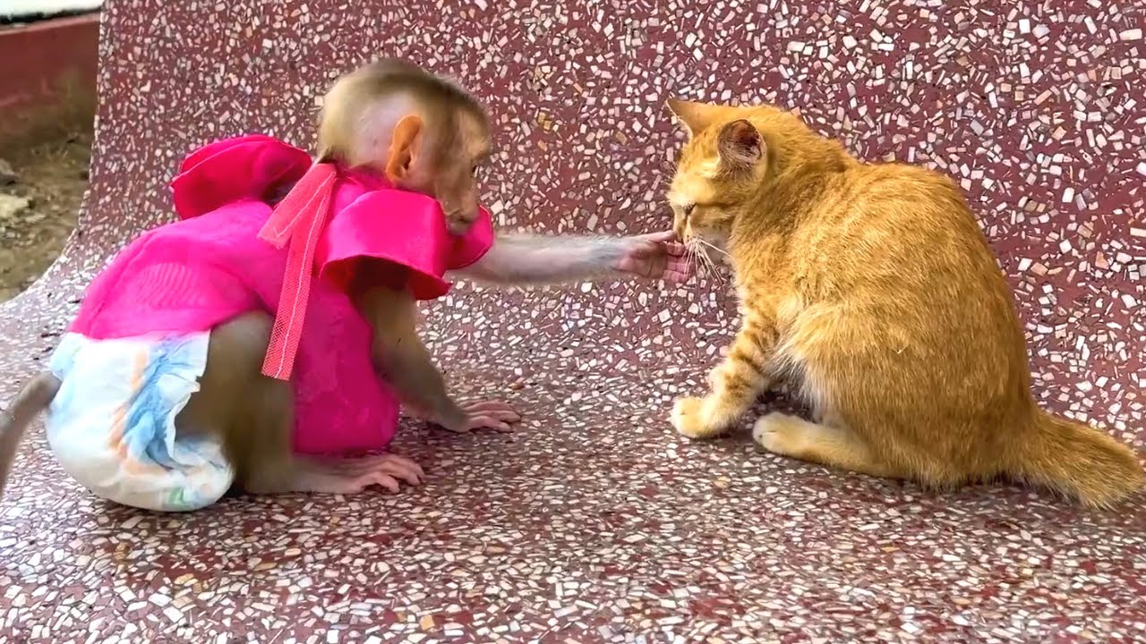 Best Relationship Monkey and Cat | Monkey Jessa Bring Vegetable Feed Animal