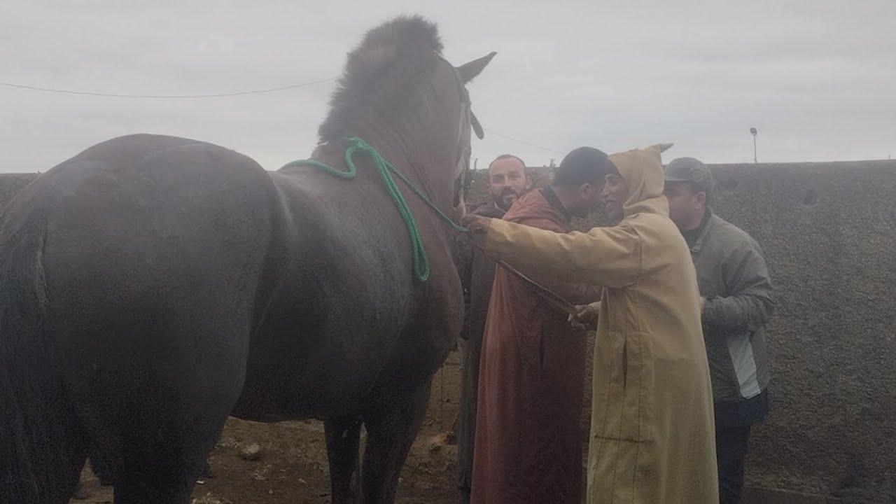 سوق الثلاثاء الخميسات مع دريس موزون بتاريخ اليوم 3/3/2026