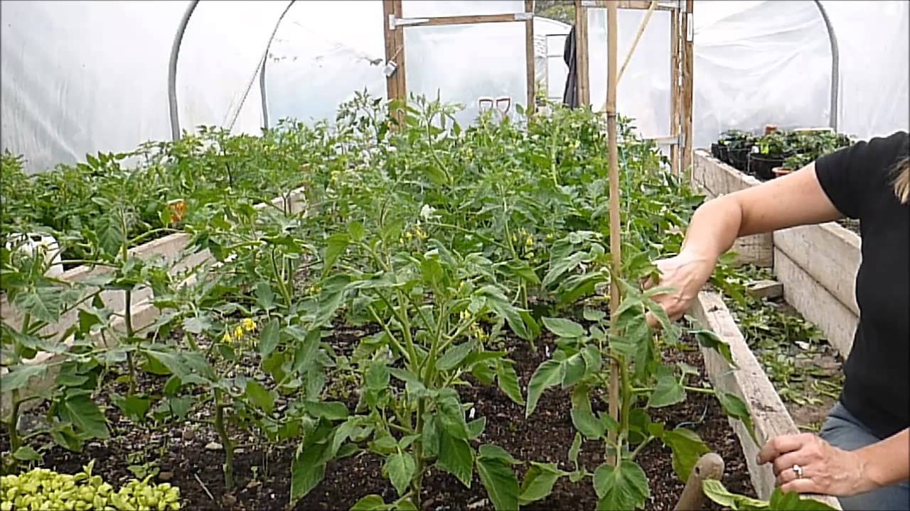 How To Support Or Stake Your Tomato Plants And Companion Planting