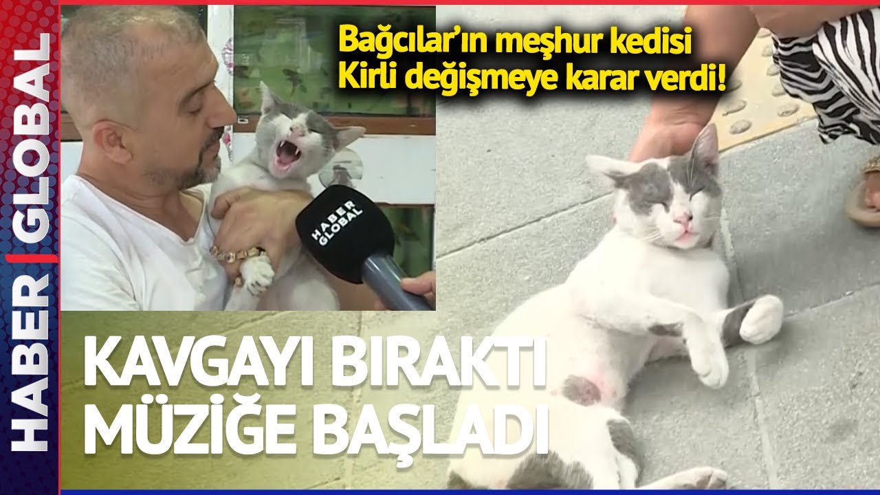 Bağcılar'ın Meşhur Kedisi Kirli Kavgayı Bıraktı Müziğe Başladı