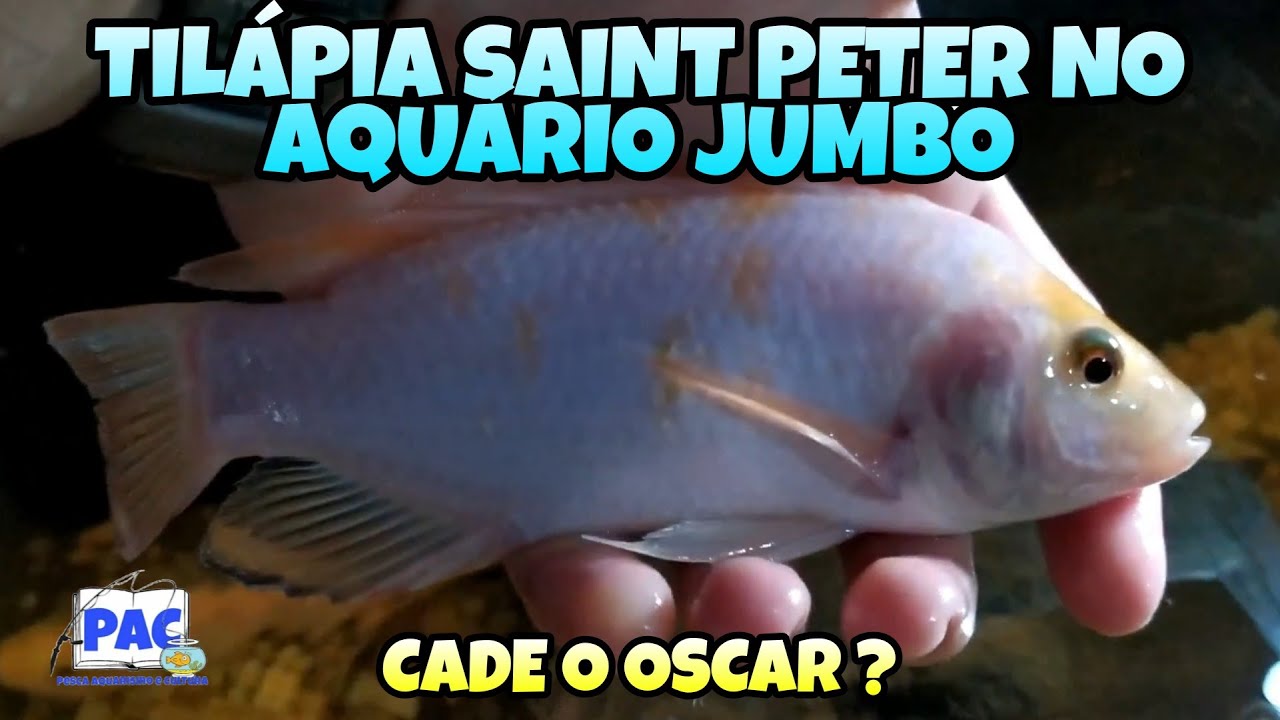 Til&aacute;pia Saint Peter no aqu&aacute;rio jumbo