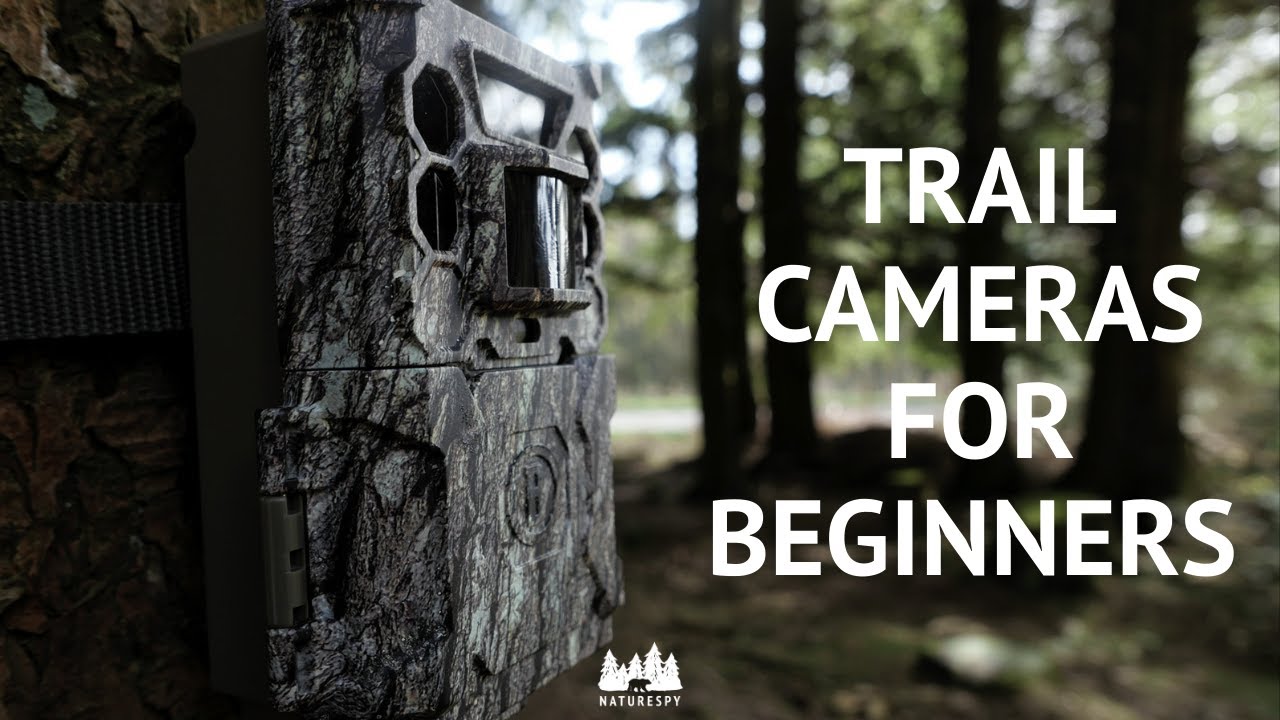 The ultimate guide to trail cameras for beginners: Everything you need to know!