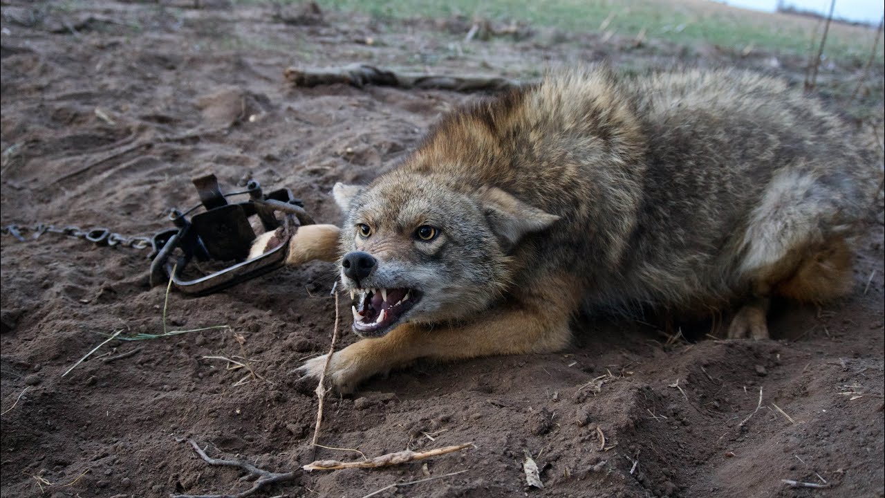 How toTRAP Coyotes! (Location and Setting Tips)