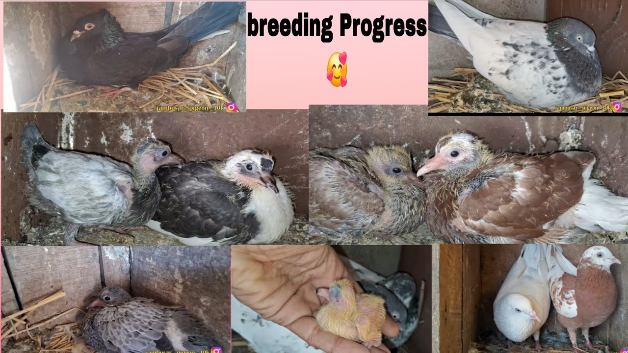 MY PIGEON BREEDING PROGRESS 💯 😍
