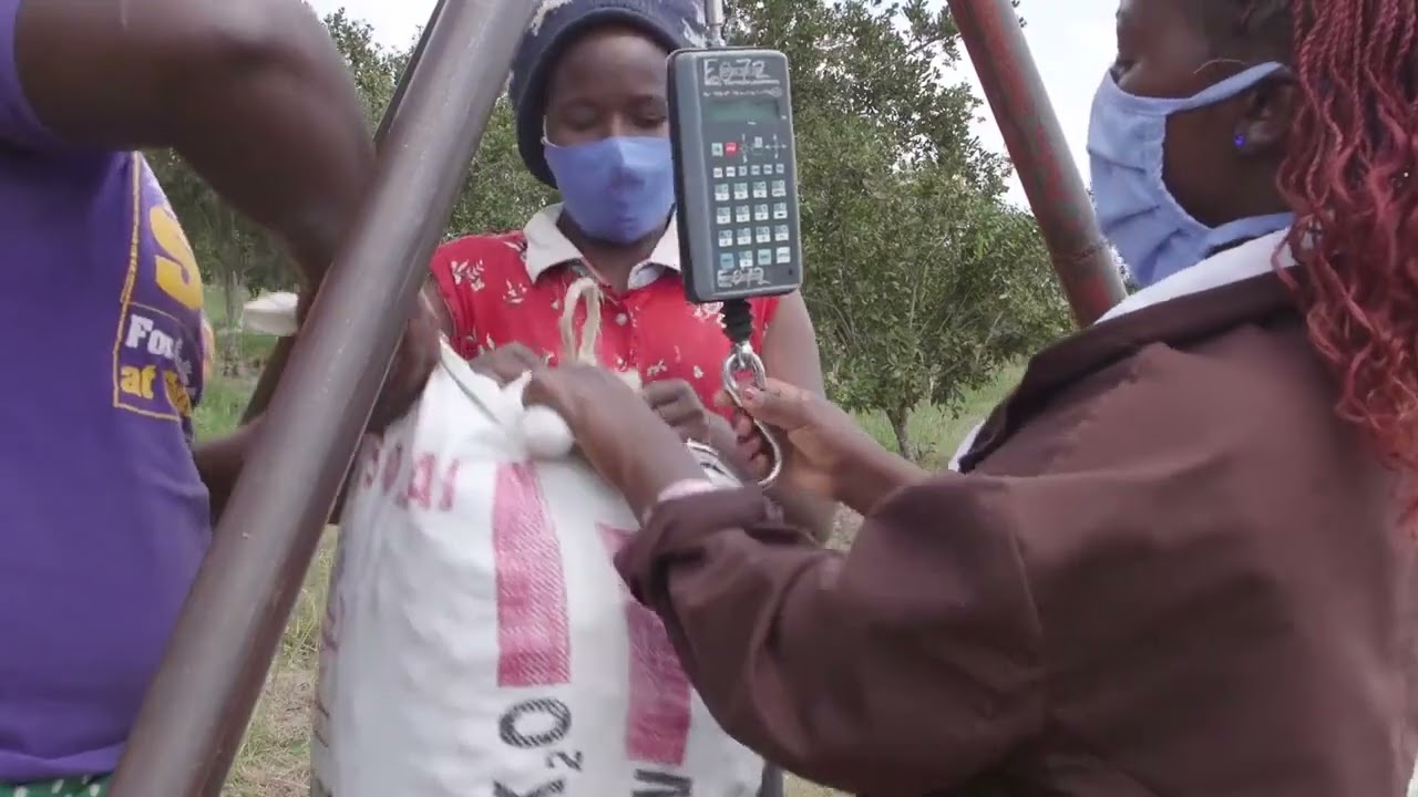 Macadamia Farming In Kenya: A Look At Kakuzi Macadamia Farm