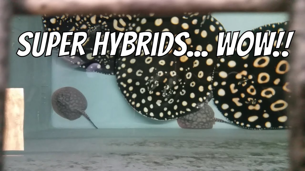 WOW!!  Designer Super hybrid pups - Absolutely Amazing!!