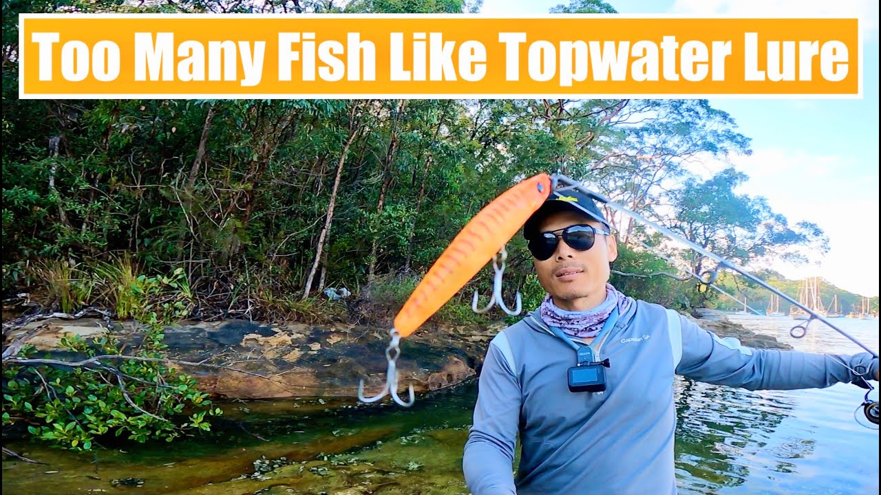 Too Many fish Smash This Lure | Sydney Harbour Fishing | Top Water Fishing