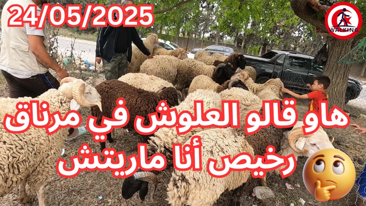 جولة في رحبة العلوش مرناق بن عروس 23/05/2025 (4k)