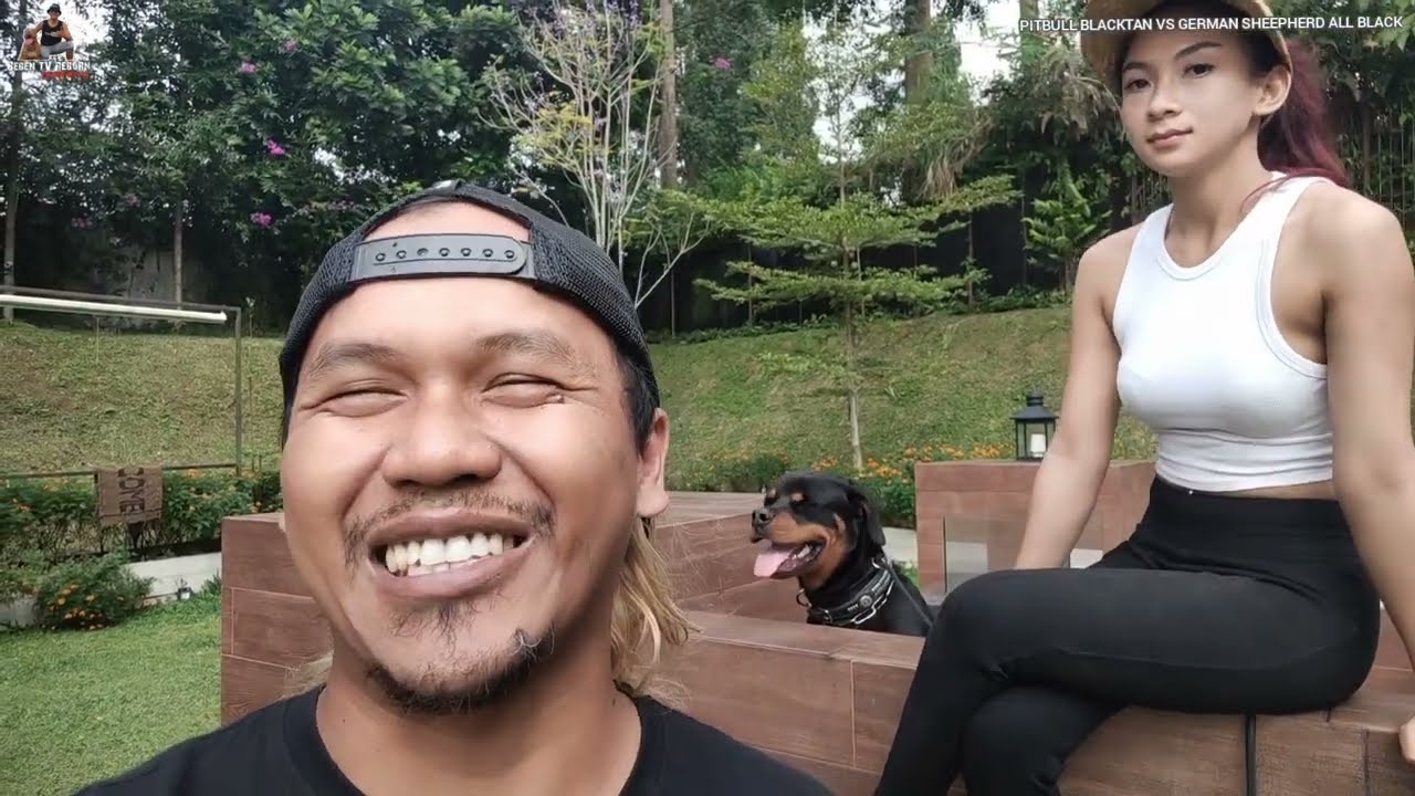 MAIN BARENG ANJING LANGKA PITBULL BLACKTAN HERDER ALLBLACK & ROTTWEILER