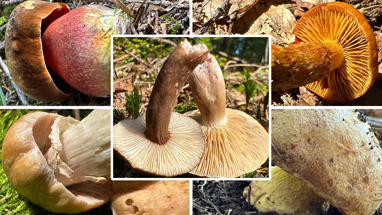 Endlich! Meine ersten Reifpilze | Spannende Bergwaldrunde | Viele Erstfunde September | 05.09.2024