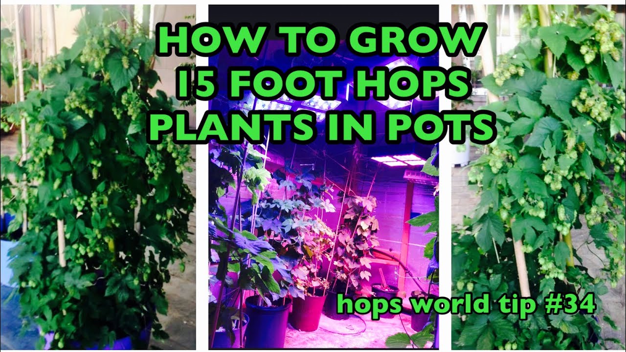 HOW TO GROW 15 FOOT HOPS PLANTS IN POTS ( in only 5’ of height) HOPS WORLD TIP#34