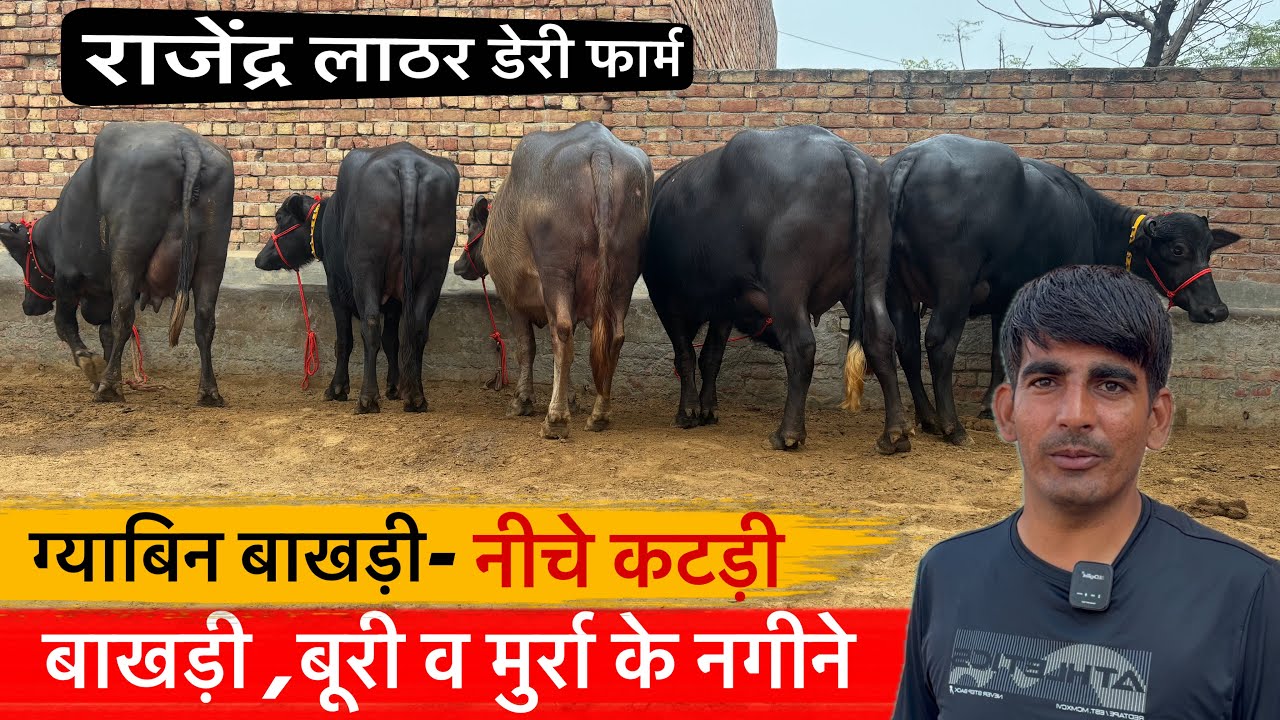 🔴ग्याबिन बाखड़ी-नीचे कटड़ी व तेलिया बूरी के साथ मुर्रा के जायज भाव के नगीने।RAJENDER LATHER DAIRY FARM
