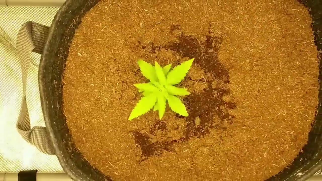 Cannabis Basics: Intro to Growing Cannabis Indoors