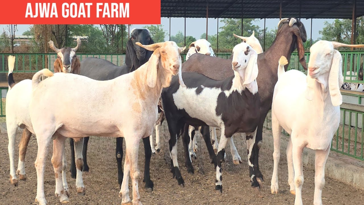 AJWA  GOAT FARM PALAI TO PICK | NEW TOUR FROM PALANPUR TO RAJASTHAN