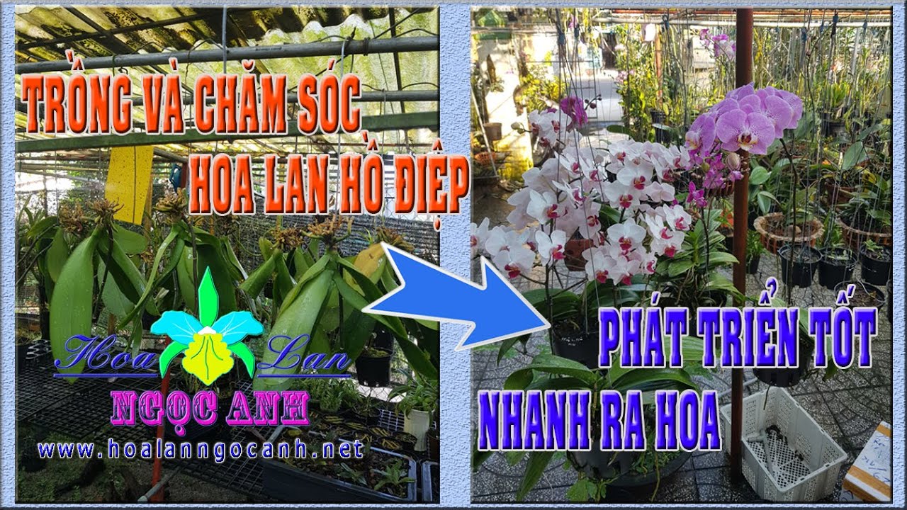 Cách trồng và chăm sóc hoa lan Hồ điệp [HOA LAN NGỌC ANH]