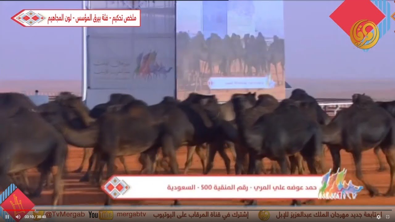 ملخص تحكيم فئة ١٠٠بيرق المؤسس - لون المجاهيم الإثنين6-1-2020م #مهرجان_الملك_عبدالعزيز_للإبل_4