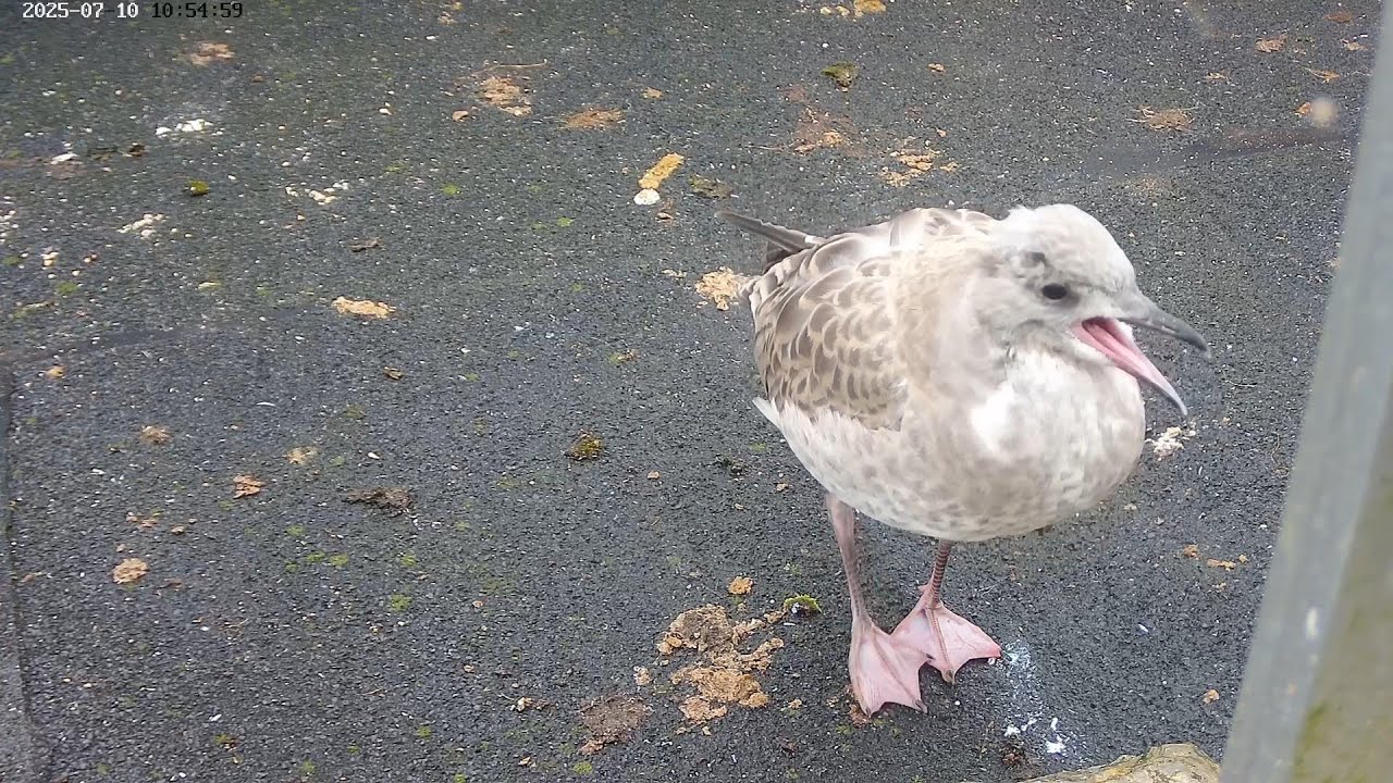250710, seagull chicks becoming airborne