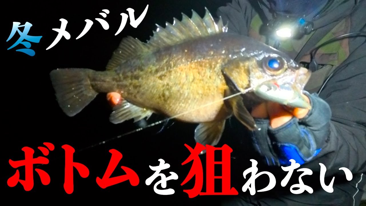 【メバリング】実はこの方法が真冬の良型メバルを狂わせます。
