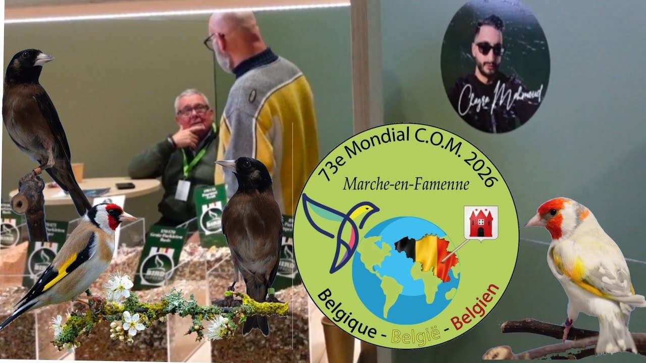 Vi aspetto al Mondiale di Ornitologia 2026 Belgio 🇧🇪
