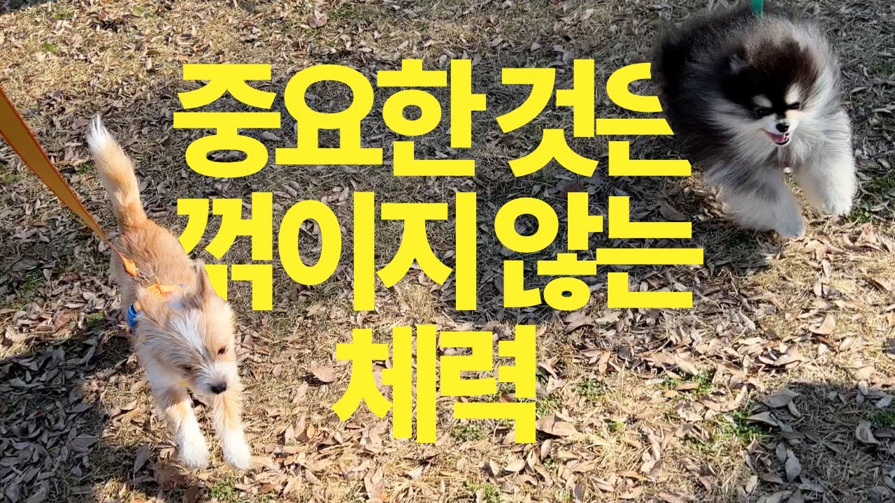 텐션 업! 감자의 한강 나들이 | Vlog | 포인핸드 | 유기견 입양