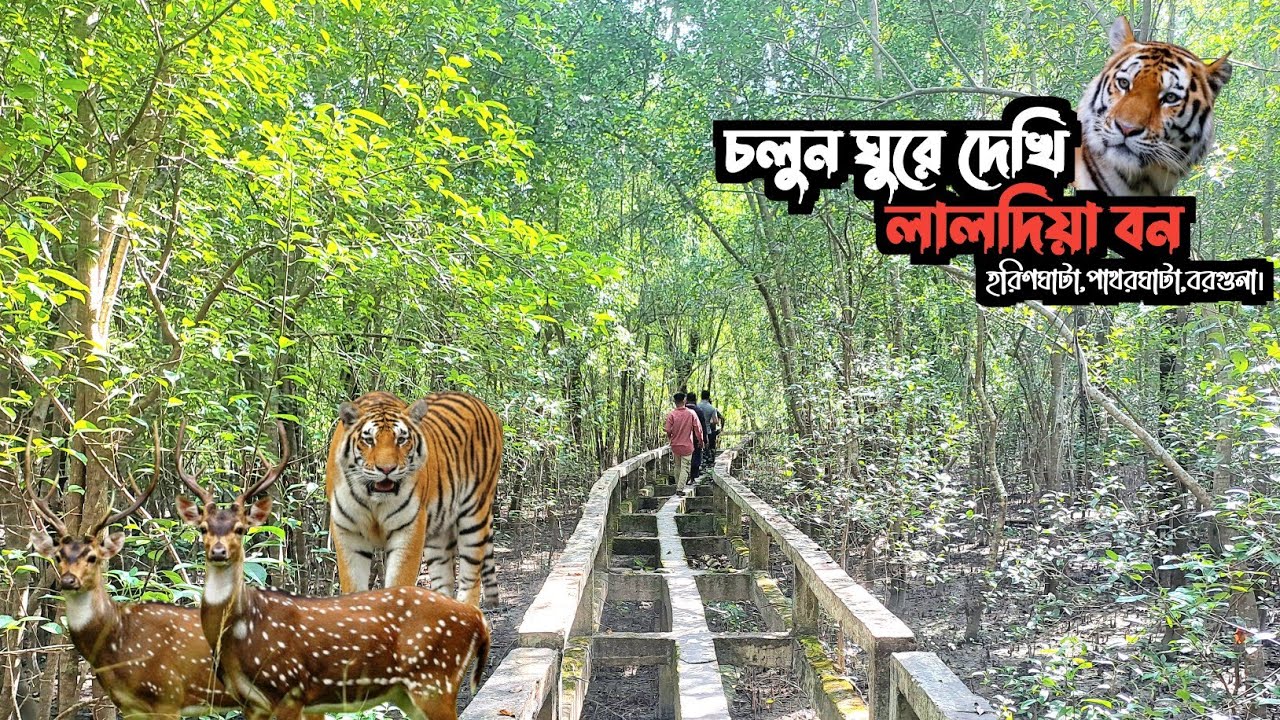  লালদিয়ার সুন্দরবন হরিণঘাটা, বরগুনা || Laldiya Forest Barguna || Horinghata Eco Tourism 