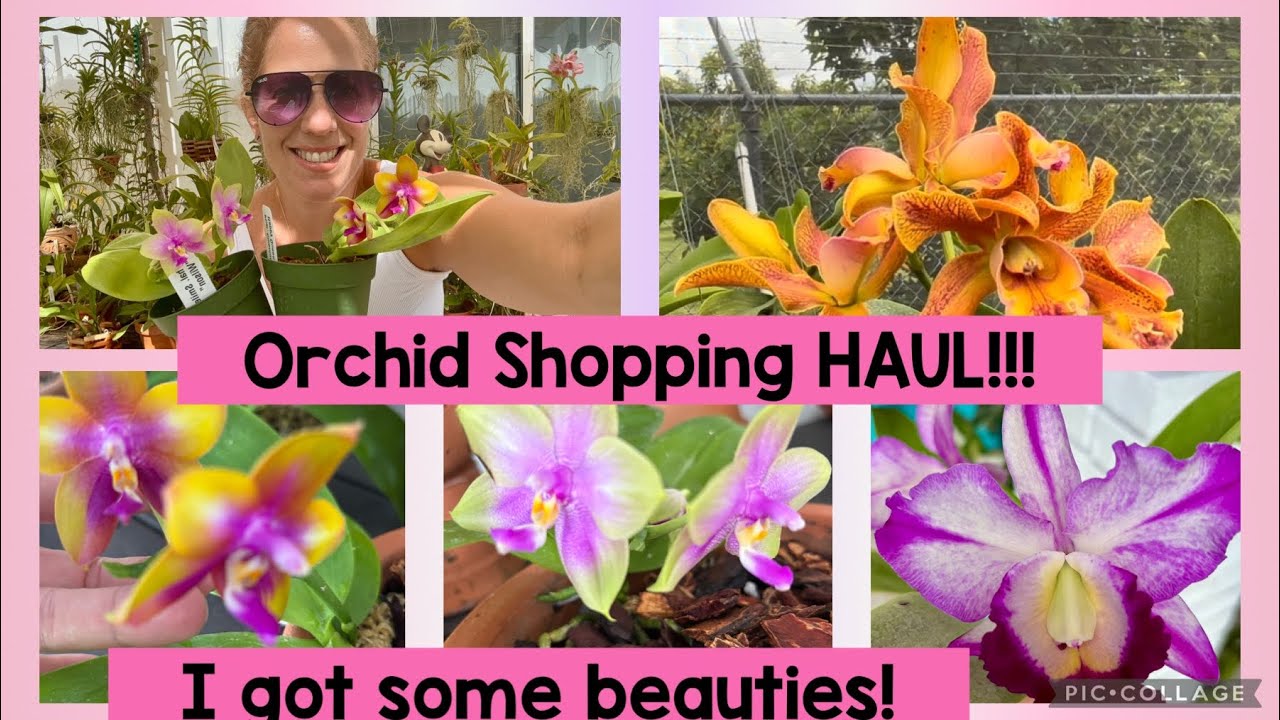 Orchid Shopping Haul! I got beauties!!
