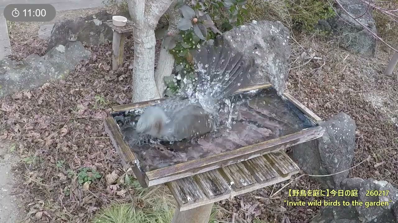 野鳥を庭に　260217　スズメ　シジュウカラ　メジロ　ヒヨドリ