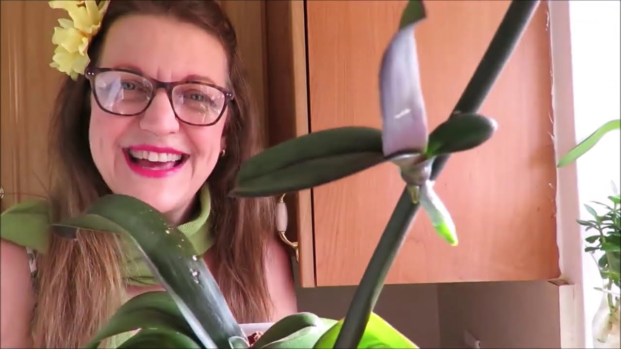 Por que a mi orquidea le salieron hojas en la vara floral que son? que hago para ayudarla #222