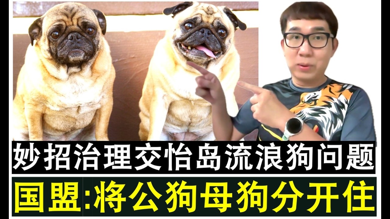 【现实人生】第1209期 伊党议员建议妙招治理交怡岛野狗 将公狗与母狗分开住生物隔离