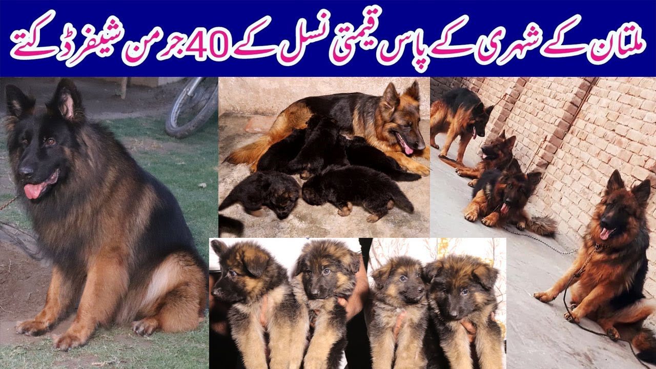 Visited at Big Paws Breed Kennel German Shepherd II German Shepherd puppies in Multan Pakistan  2022