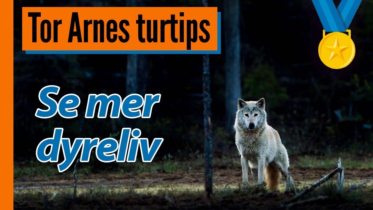 10 tips for å se mer dyreliv på tur | Tor Arnes turtips