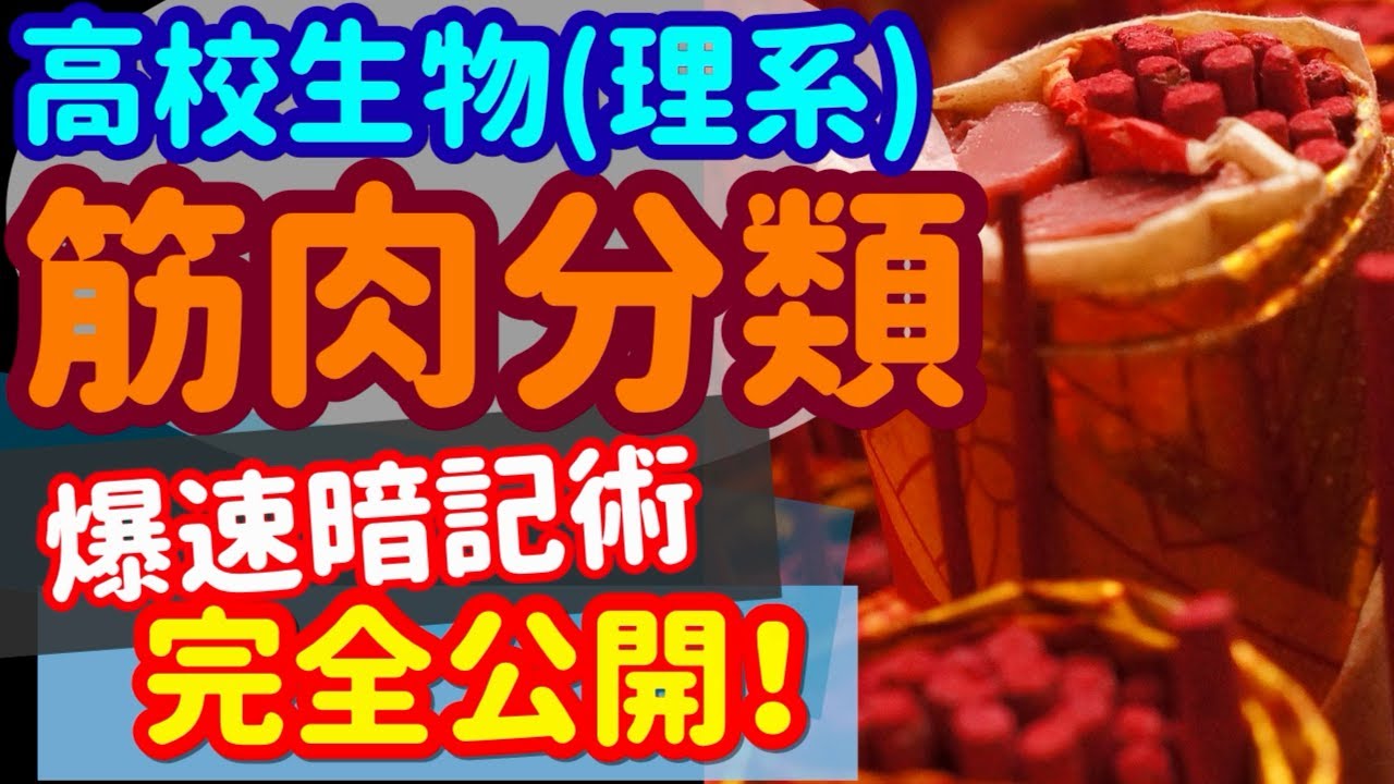 【高校生物 53】効果器【筋肉の分類と骨格筋】を宇宙一わかりやすく