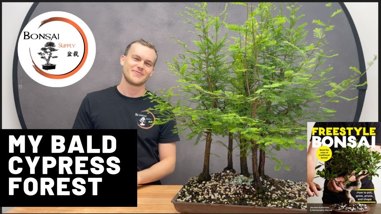 Bald Cypress Bonsai Forest |  Storytime | The Bonsai Supply